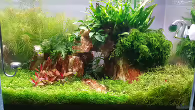 Garnelenpfütze von Pangolyn