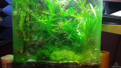 Garni Becken von Aqua