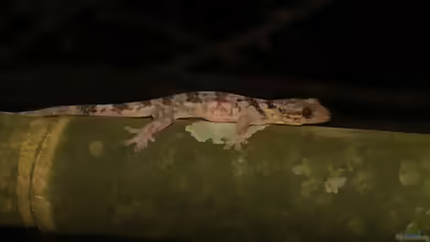 Gefleckter Madagaskar-Samtgecko: Blaesodactylus antongilensis im Terrarium halten