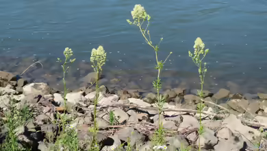 Gelbe Wiesenraute ist Blume des Jahres 2027 - Porträt einer besonderen Wildpflanze