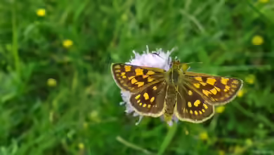 Gelbwürfeliger Dickkopffalter im Garten
