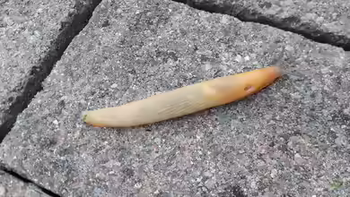 Genetzte Ackerschnecke im Garten