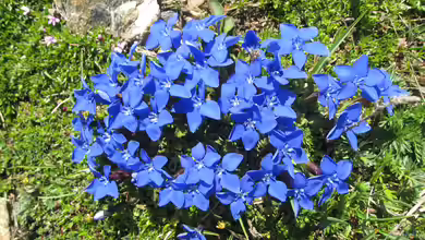 Gentiana verna im Garten pflanzen
