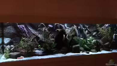 Geophagus Proximus von Captain Gü