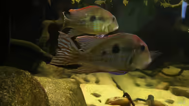 Geophagus tapajos Biotop von Strohhut.