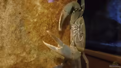 Georgina reef von StevenS