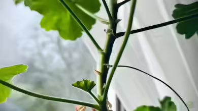 Geranien: Rückschnitt als Start in die neue Saison