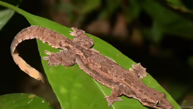 Gesäumter Haftzeher - Hemidactylus craspedotus: Haltung, Lebensraum und Pflege im Terrarium
