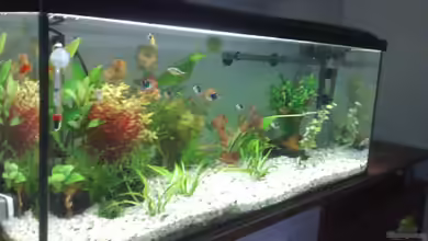 Gesellen unter sich von Kellllller