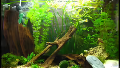 Gesellschaft auf 84l von schlagsahne