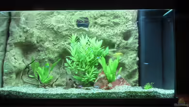 Gesellschafts Aquarium von Tim Müller