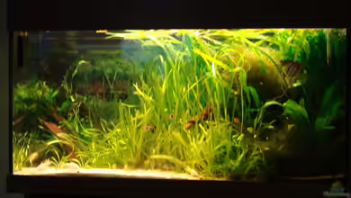 Gesellschaftsaquarium 240 Liter von Tine123