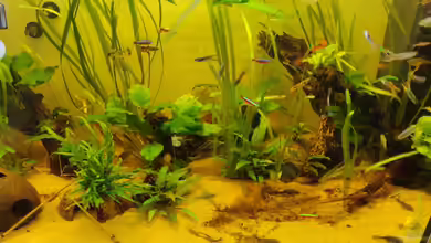 Gesellschaftsaquarium/Biotob von Garnelenonkel