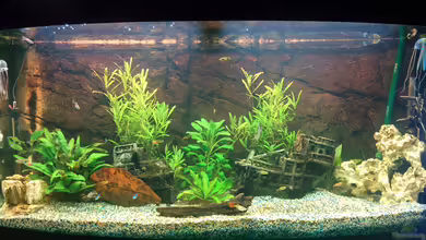 Gesellschaftsaquarium Juwel Vision 260 von Johannes Lemke