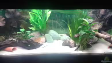 Gesellschaftsaquarium von Snow-white89