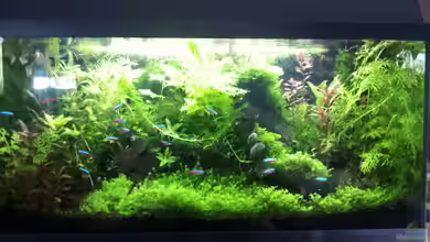 Gesellschaftsaquarium von Todi123