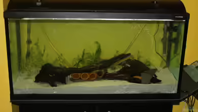 Gesellschaftsbecken by Lennart von Lennart Huebner