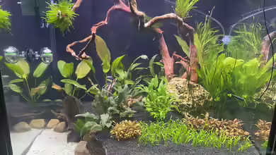 Gesellschaftsbecken Eheim Incpiria von Ottche