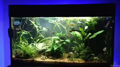 Gesellschaftsbecken mit Hang zum Westafrikaflair von Pflanzennarr