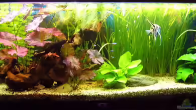 Gesellschaftsbecken mit Skalare von Kim