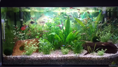 Gesellschaftsbecken mit Terasse von Rammsteinfan86