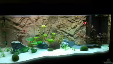 Gesellschaftsbecken (nur noch ein Beispiel) von bo3