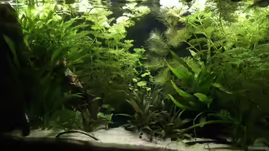 Gesellschaftsbecken Raumteiler von Maji