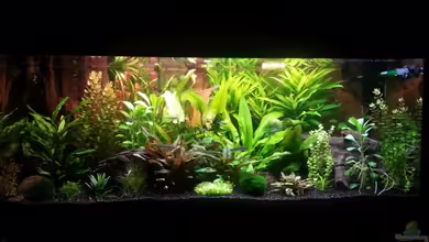 Gesellschaftsbecken Skalar/Denisons von Markus93