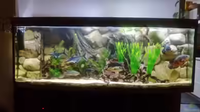 Gesellschaftsbecken Süd-Mittelamerika von Christian Fries