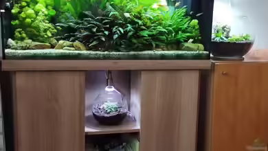 Gesellschaftsbecken Süd Ost Asien von Thomas Kreuter