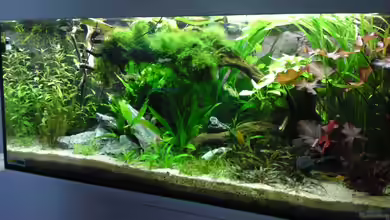 Gesellschaftsbecken von Debby & Daniel