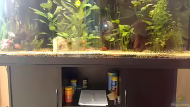 Gesellschaftsbecken von Andy Klein 86