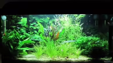 Gesellschaftsbecken von cammarus