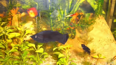 Gesellschaftsbecken von Jürgen Brauchle