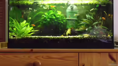 Gesellschaftsbecken von MasterOfDesaster