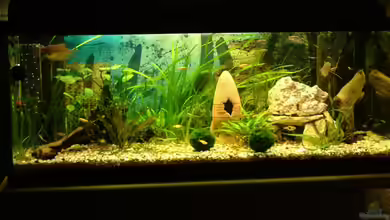 Gesellschaftsbecken von Dead