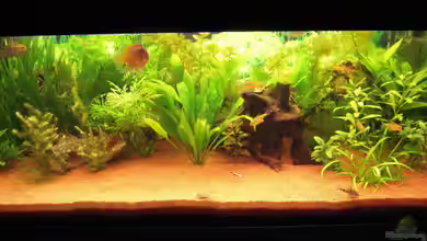 Gesellschaftsbecken von Garneli