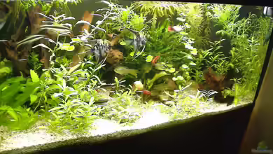 Gesellschaftsbecken von mathes