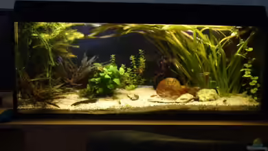 Gesellschaftsbecken von xAquix