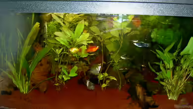 Gesellschaftsbecken von Jan Allemann