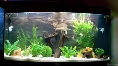 Gesellschaftsbecken von Manuela Brunner