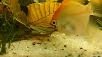 Gesellschaftsbecken von Marina