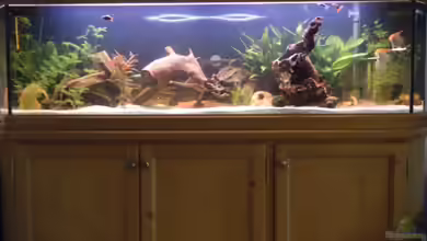 Gesellschaftsbecken von Tommy&Hanny