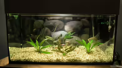 Gesellschaftsbecken von Mirko