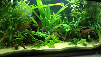 Gesellschaftsbecken von Malawi_Ben