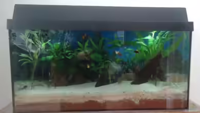 Gesellschaftsbecken von Jody Wynn