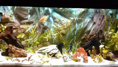 Gesellschaftsbecken von -Matze-