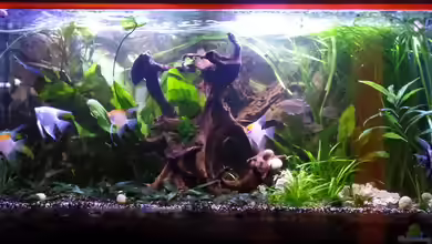 Gesellschaftsbecken von raubsau