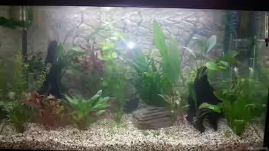 Gesellschaftsbecken von Omega