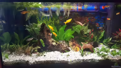 Gesellschaftsbecken von scopas2000